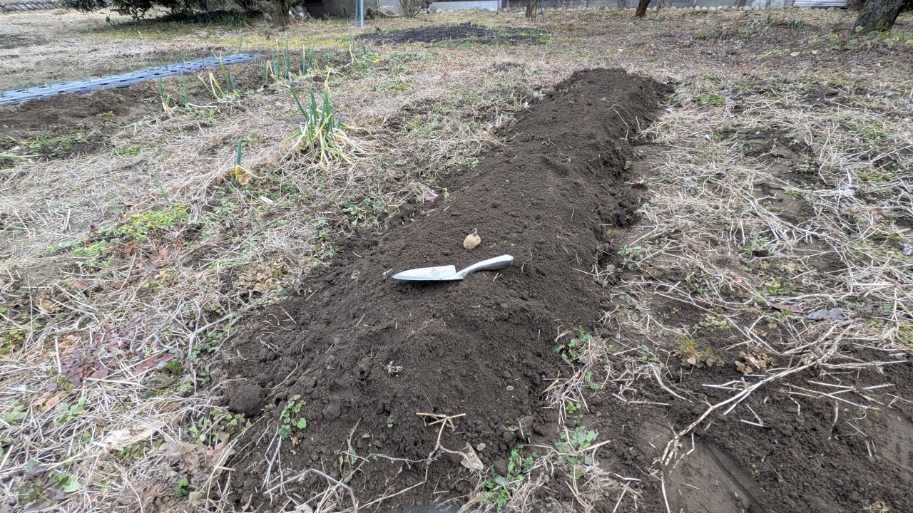 ジャガイモを植えてみた