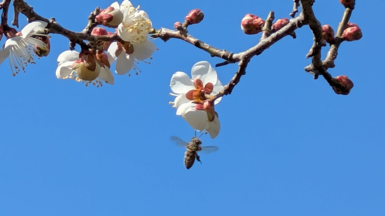 春だ春なんだな♫