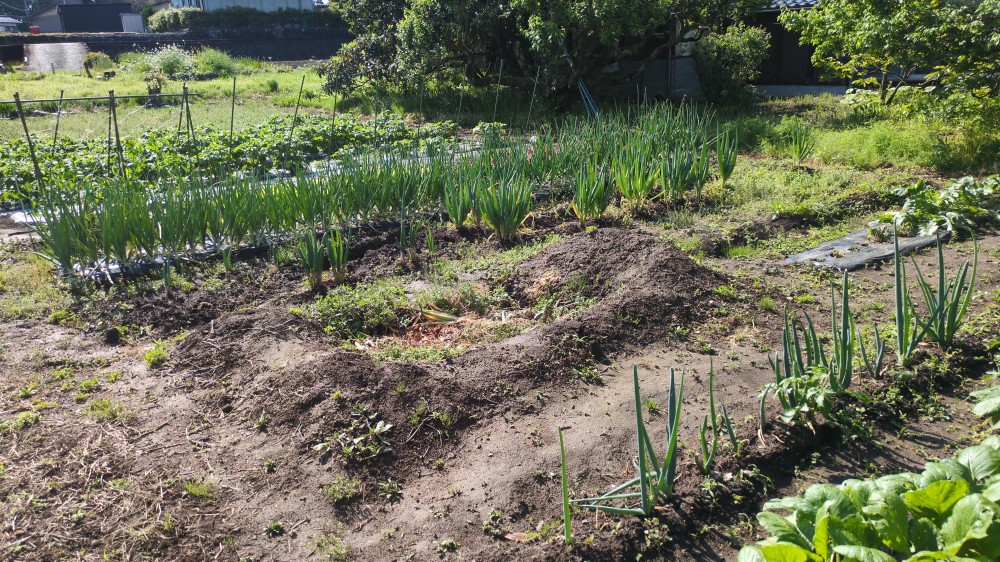 今日からＧＷ 4連休です。