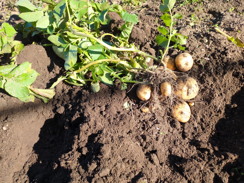 秋じゃがの収穫