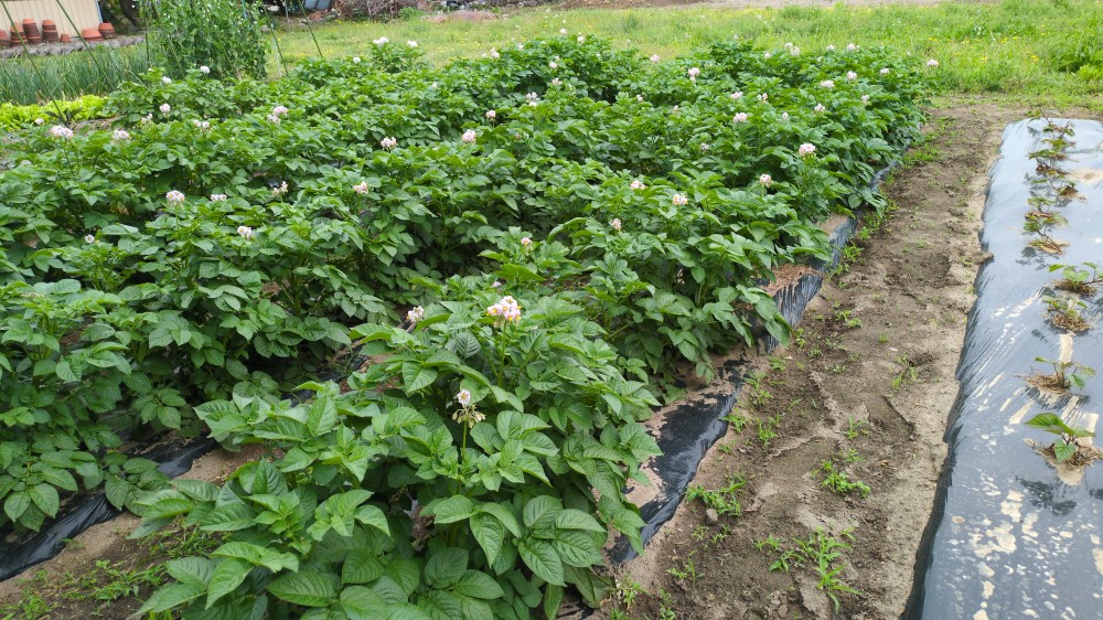 カブのジャガイモ