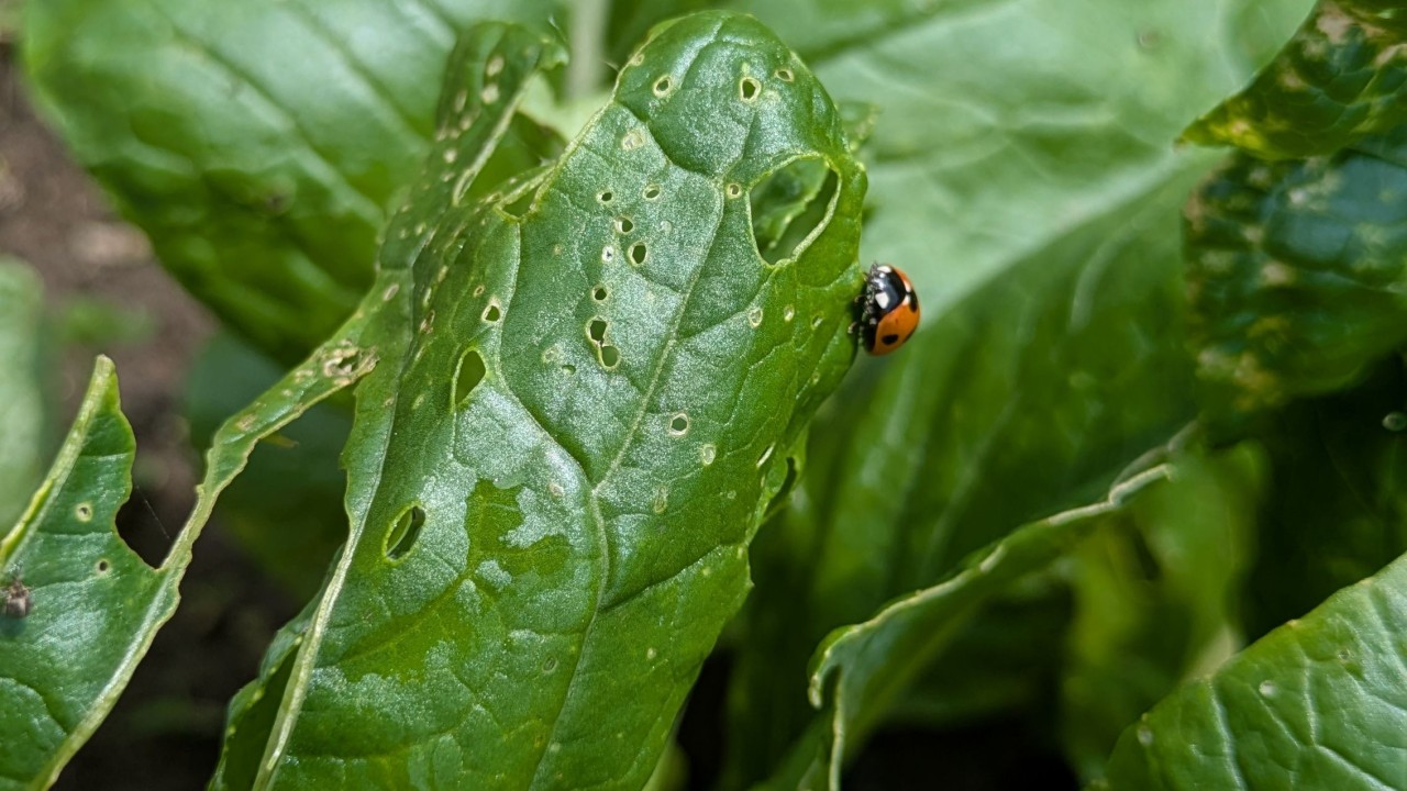野菜の花が満開です