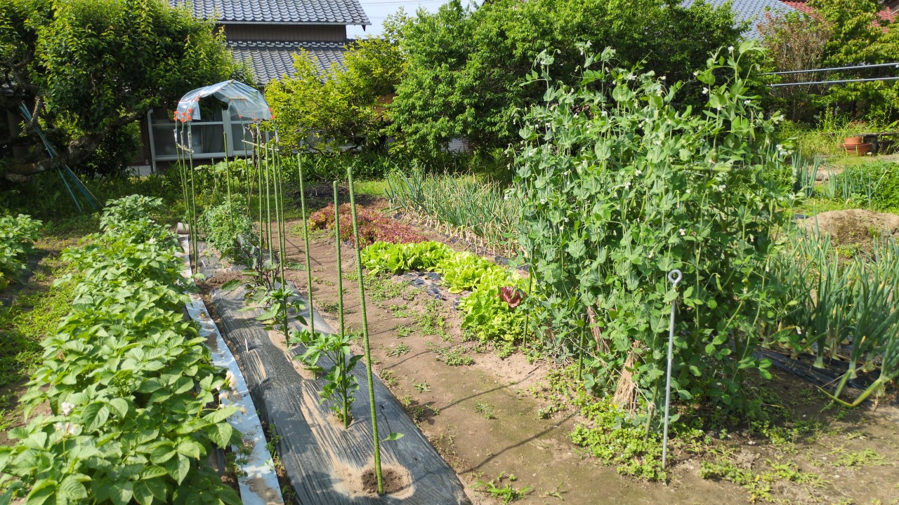 いいお天気ですね