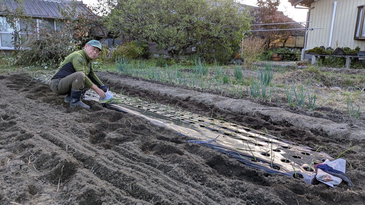2025年10月 玉ねぎ植付け